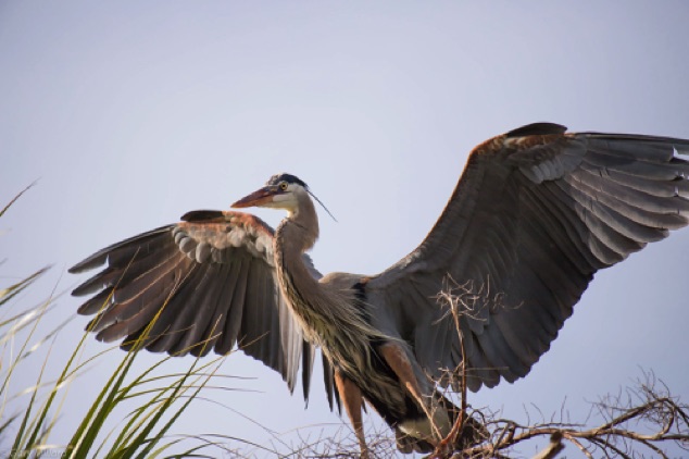 Blue Heron Landing
Venice Area Audubon Rookery
Venice Florida